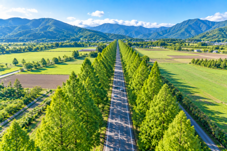 「緑豊かなメタセコイア並木道と田園風景、遠くに連なる山々を上空から捉えた美しい空撮風景」